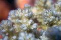 Echinopora irregularis hard coral in the Red Sea