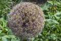 Echinops Bannaticus Also Known As Blue Globe Thistle Royalty Free Stock Photo