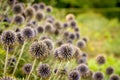 Echinops Bannaticus - Blue Globe Royalty Free Stock Photo