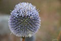 Echinops bannaticus Royalty Free Stock Photo