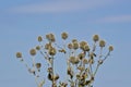 Echinops bannaticus Royalty Free Stock Photo