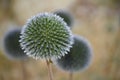 Echinops bannaticus Globe Thistle Royalty Free Stock Photo