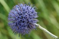 Echinops bannaticus