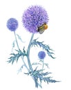 Echinops and bumble bee, watercolor illustration. Royalty Free Stock Photo