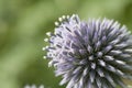 Echinops Flower Royalty Free Stock Photo