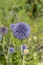 Echinops flowering in the garden in the summer. Blue spherical flower heads of Globe thistles