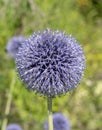 Echinops flowering in the garden in the summer. Blue spherical flower heads of Globe thistles