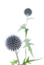 Echinops Globe Thistle