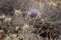 Echinops Polyceras  flower in the desert Royalty Free Stock Photo