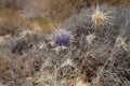 Echinops Polyceras  flower in the desert Royalty Free Stock Photo