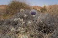 Echinops Polyceras  flower in the desert Royalty Free Stock Photo
