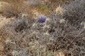 Echinops Polyceras  flower in the desert Royalty Free Stock Photo