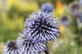 Echinops rito Royalty Free Stock Photo