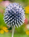 Macro of a Small Blue Globe Thistle