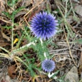 Echinops ritro in bloom Royalty Free Stock Photo