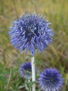 Echinops ritro in bloom Royalty Free Stock Photo