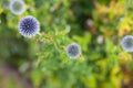 Echinops Ritro