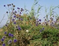 Echinops ritro flower near a lake Royalty Free Stock Photo