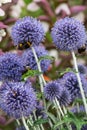 Echinops ritro