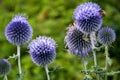 Echinops ritro