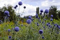 Echinops Ritro, Round Purple Flower