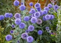Echinops Ritro Veitch`s Blue plant