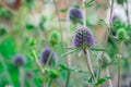 Echinops sphaerocephalus or glandular globe-thistle and bees