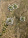 Echinops spinosissimus Royalty Free Stock Photo