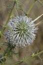 Echinops spinosissimus Royalty Free Stock Photo