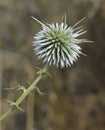 Echinops spinosissimus Royalty Free Stock Photo
