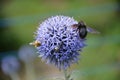 Echinops Teaming with Bug Life Royalty Free Stock Photo