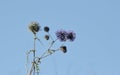 Echinops wiolet flowers. On the sky.