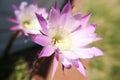 Echinopsis cactus flower.