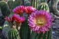 Echinopsis cactus flowers blooming