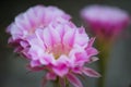 Echinopsis cactus Hybrid Angel pink flower