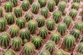 Echinopsis cactus in pot