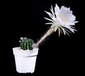 Echinopsis cactus with white flower blooming in planting pot