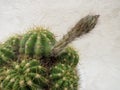 Echinopsis calochlora in bloom close up Royalty Free Stock Photo