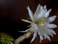 Echinopsis calochlora in bloom close up Royalty Free Stock Photo