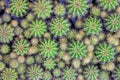 Echinopsis calochlora cactus background