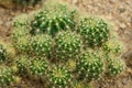 Echinopsis Calochlora cactus