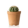 Echinopsis calochlora cactus succulent plant