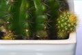 Echinopsis calochlora cactus tree