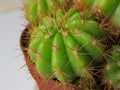 Echinopsis calochlora in a pot close up