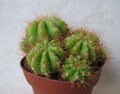 Echinopsis calochlora on a white background