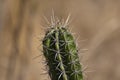 Echinopsis chamaecereus or cereus silvestrii Cactus  Closeup Shot Royalty Free Stock Photo