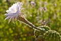 Echinopsis eyriesii Royalty Free Stock Photo