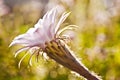 Echinopsis eyriesii Royalty Free Stock Photo