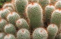 Echinopsis Eyriesii cactus close up.