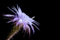 Echinopsis eyriesii Royalty Free Stock Photo